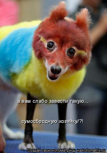а вам слабо завести такую... сумосбродную хозяйку/?!... Котоматрица: а вам слабо завести такую... сумосбродную хозяйку/?!