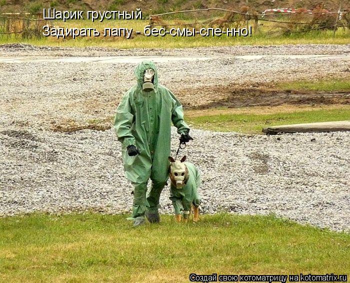 Шарик грустный... Задирать лапу - бес-смы-сле-нно!... Котоматрица: Шарик грустный... Задирать лапу - бес-смы-сле-нно!