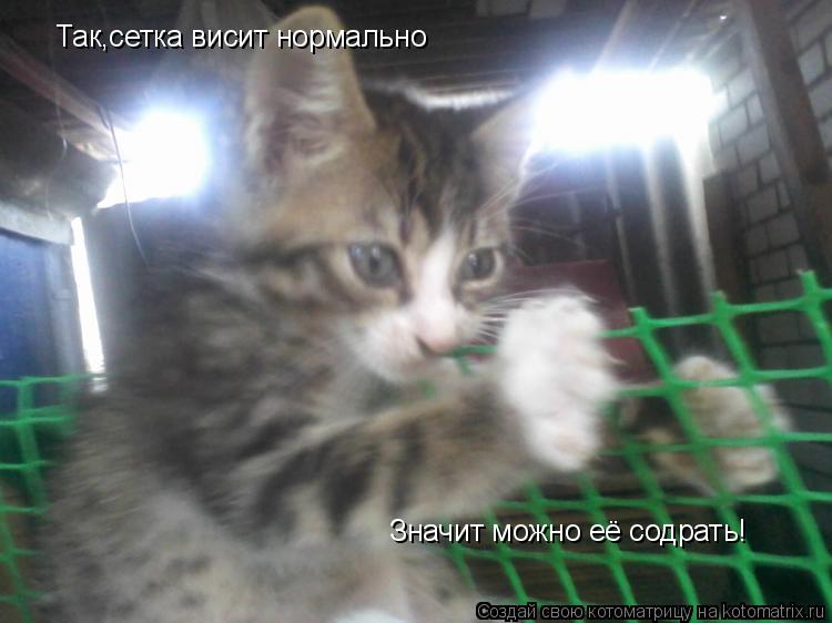 Так,сетка висит нормально Значит можно её содрать!... Котоматрица: Так,сетка висит нормально Значит можно её содрать!