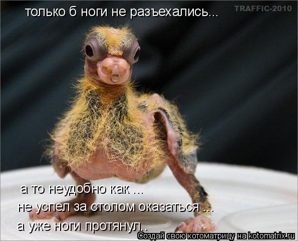 только б ноги не разъехались... а то неудобно как ... а уже ноги протянул.. не успел за столом оказат... Котоматрица: только б ноги не разъехались... а то неудобно как ... а уже ноги протянул.. не успел за столом оказаться ...