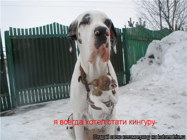 я всегда хотел стати кингуру... Котоматрица: я всегда хотел стати кингуру