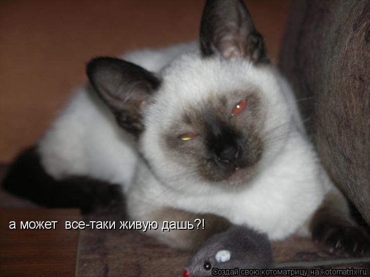 а может все-таки живую дашь?!... Котоматрица: а может все-таки живую дашь?!