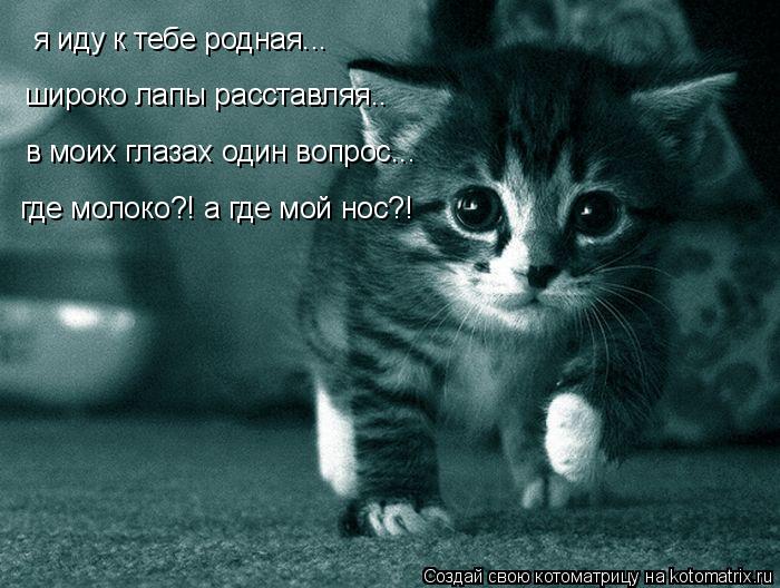 я иду к тебе родная... широко лапы расставляя.. в моих глазах один вопрос... где молоко?! а где мой н... Котоматрица: я иду к тебе родная... широко лапы расставляя.. в моих глазах один вопрос... где молоко?! а где мой нос?!