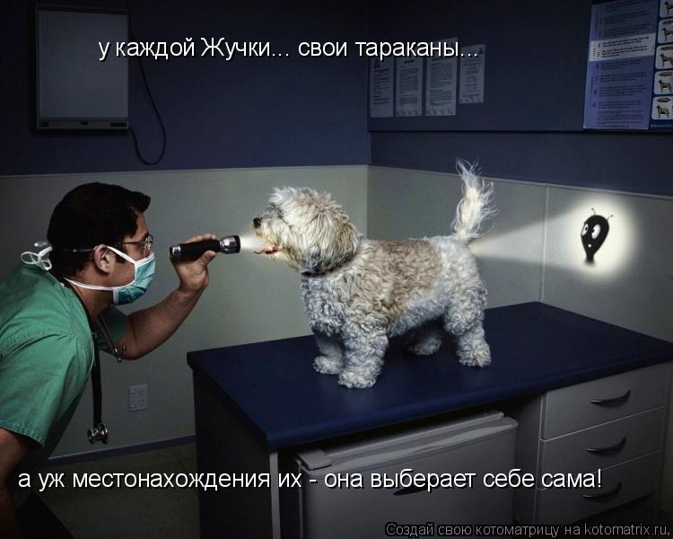у каждой Жучки... свои тараканы... а уж местонахождения их - она выберает себе сама!... Котоматрица: у каждой Жучки... свои тараканы... а уж местонахождения их - она выберает себе сама!