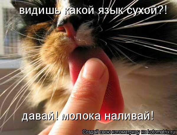видишь какой язык сухой?! давай! молока наливай!... Котоматрица: видишь какой язык сухой?! давай! молока наливай!