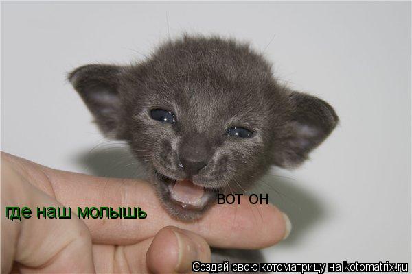 где наш молышь вот он... Котоматрица: где наш молышь вот он