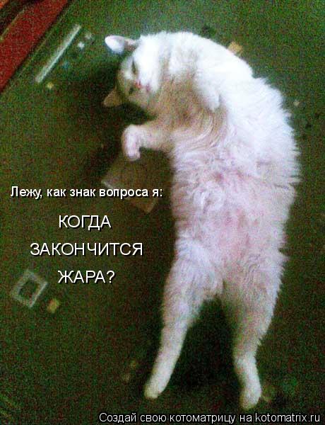 Лежу, как знак вопроса я: КОГДА ЗАКОНЧИТСЯ ЖАРА?... Котоматрица: Лежу, как знак вопроса я: КОГДА ЗАКОНЧИТСЯ ЖАРА?