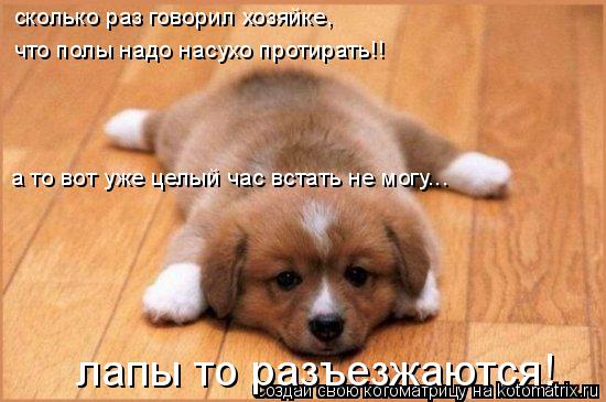 сколько раз говорил хозяйке, что полы надо насухо протирать!! а то вот уже целый час встать не могу.... Котоматрица: сколько раз говорил хозяйке, что полы надо насухо протирать!! а то вот уже целый час встать не могу... лапы то разъезжаются!