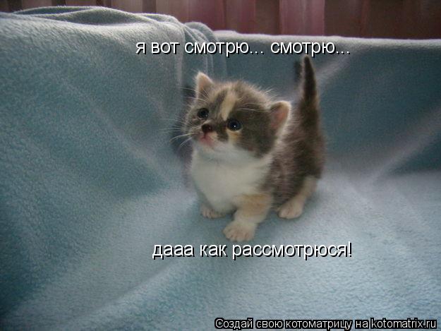 я вот смотрю... смотрю... дааа как рассмотрюся!... Котоматрица: я вот смотрю... смотрю... дааа как рассмотрюся!
