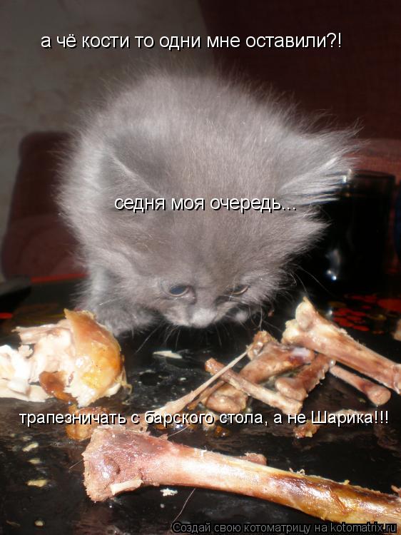 а чё кости то одни мне оставили?! седня моя очередь... трапезничать с барского стола, а не Шарика!!!... Котоматрица: а чё кости то одни мне оставили?! седня моя очередь... трапезничать с барского стола, а не Шарика!!!