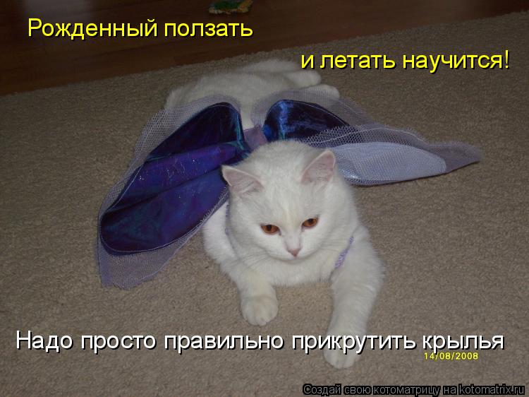 Рожденный ползать и летать научится! Надо просто правильно прикрутить крылья... Котоматрица: Рожденный ползать и летать научится! Надо просто правильно прикрутить крылья
