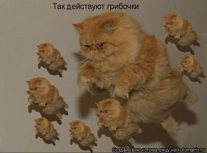 Так действуют грибочки... Котоматрица: Так действуют грибочки