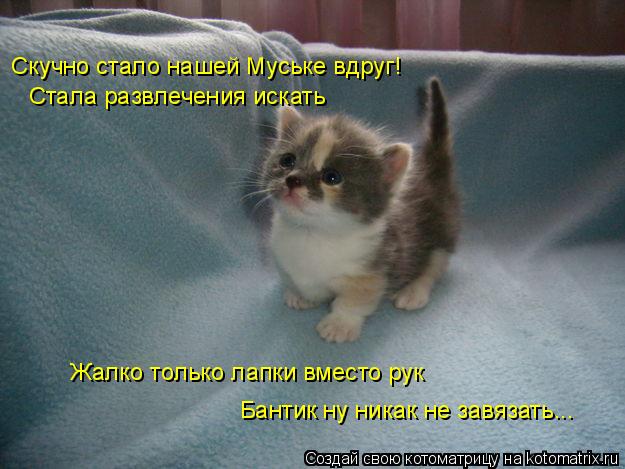 Скучно стало нашей Муське вдруг! Стала развлечения искать Жалко только лапки вместо рук Бантик ну ник... Котоматрица: Скучно стало нашей Муське вдруг! Стала развлечения искать Жалко только лапки вместо рук Бантик ну никак не завязать...