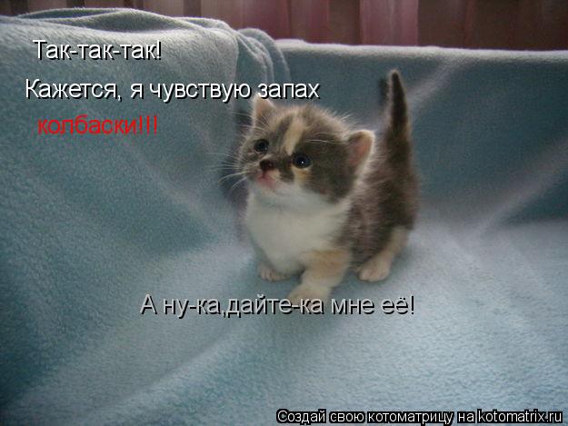 Так-так-так! Кажется, я чувствую запах колбаски!!! А ну-ка,дайте-ка мне её!... Котоматрица: Так-так-так! Кажется, я чувствую запах колбаски!!! А ну-ка,дайте-ка мне её!