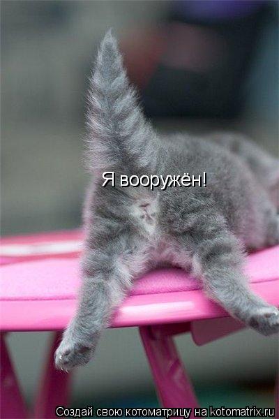 Я вооружён! Я вооружён!... Котоматрица: Я вооружён! Я вооружён!