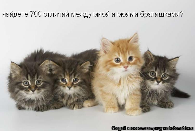 найдёте 700 отличий между мной и моими братишками?... Котоматрица: найдёте 700 отличий между мной и моими братишками?