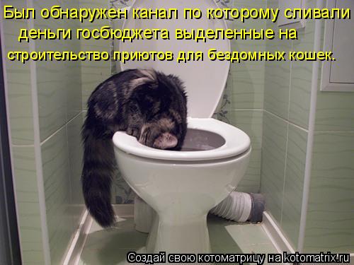 Был обнаружен канал по которому сливали деньги госбюджета выделенные на строительство приютов для б... Котоматрица: Был обнаружен канал по которому сливали деньги госбюджета выделенные на строительство приютов для бездомных кошек.