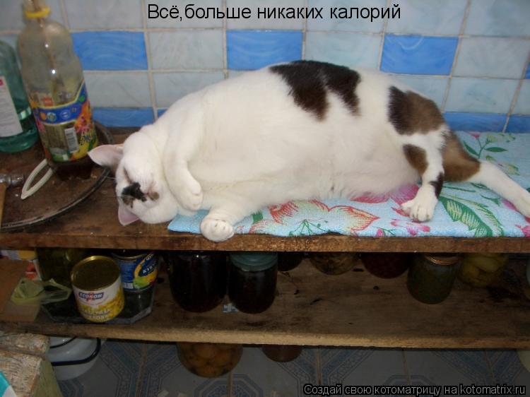Всё,больше никаких калорий... Котоматрица: Всё,больше никаких калорий