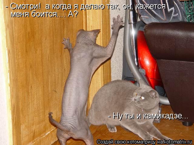 - Смотри! а когда я делаю так, он, кажется меня боится.... А? - Ну ты и камикадзе...... Котоматрица: - Смотри! а когда я делаю так, он, кажется меня боится.... А? - Ну ты и камикадзе...