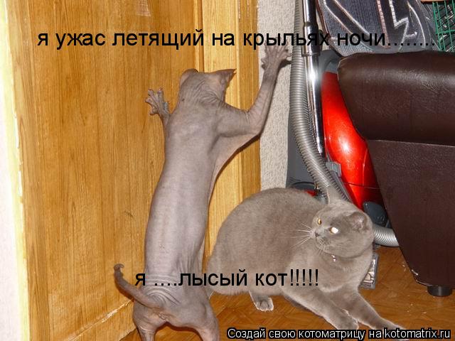 я ужас летящий на крыльях ночи........ я ....лысый кот!!!!!... Котоматрица: я ужас летящий на крыльях ночи........ я ....лысый кот!!!!!