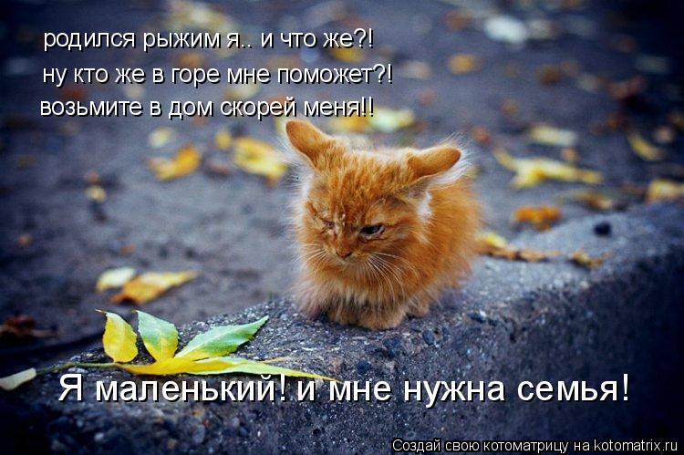 родился рыжим я.. и что же?! ну кто же в горе мне поможет?! возьмите в дом скорей меня!! Я маленький!... Котоматрица: родился рыжим я.. и что же?! ну кто же в горе мне поможет?! возьмите в дом скорей меня!! Я маленький! и мне нужна семья!
