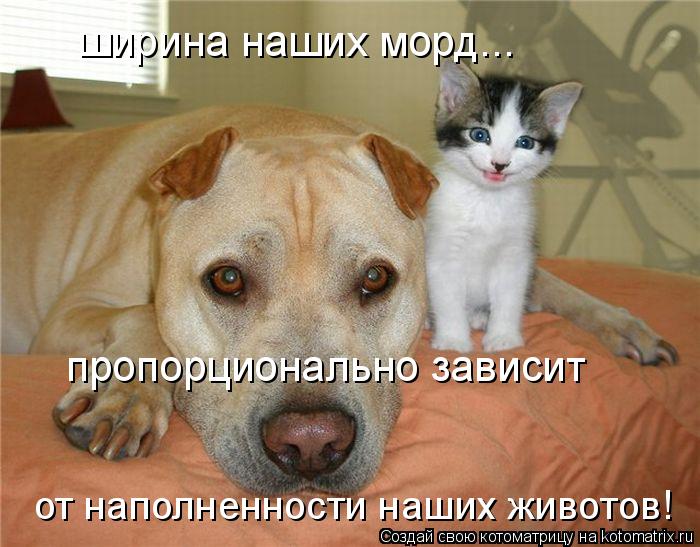 ширина наших морд... пропорционально зависит от наполненности наших животов!... Котоматрица: ширина наших морд... пропорционально зависит от наполненности наших животов!
