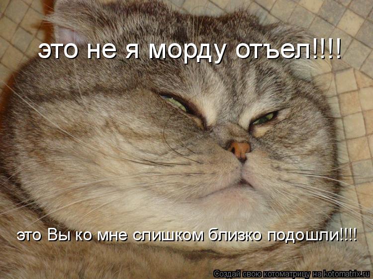 это Вы ко мне слишком близко подошли!!!! это не я морду отъел!!!!... Котоматрица: это Вы ко мне слишком близко подошли!!!! это не я морду отъел!!!!