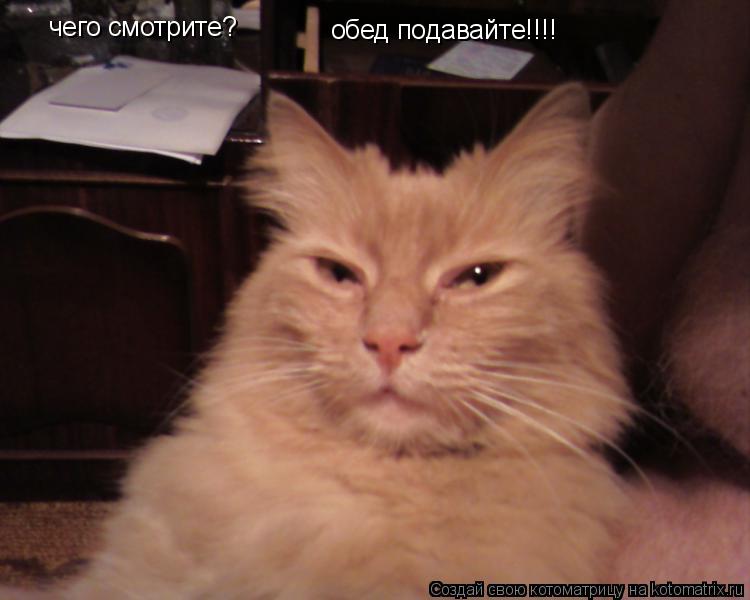 чего смотрите? обед подавайте!!!!... Котоматрица: чего смотрите? обед подавайте!!!!