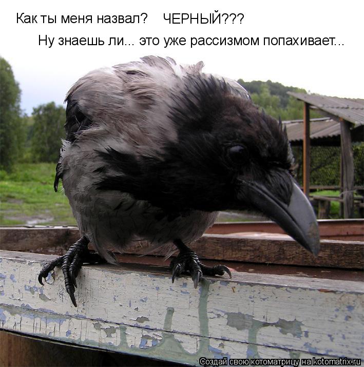 Как ты меня назвал? ЧЕРНЫЙ??? Ну знаешь ли... это уже рассизмом попахивает...... Котоматрица: Как ты меня назвал? ЧЕРНЫЙ??? Ну знаешь ли... это уже рассизмом попахивает...