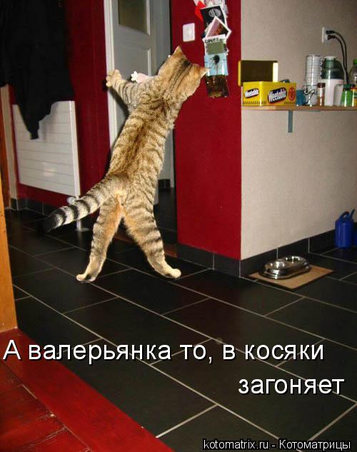 А валерьянка то, в косяки загоняет... Котоматрица: А валерьянка то, в косяки загоняет