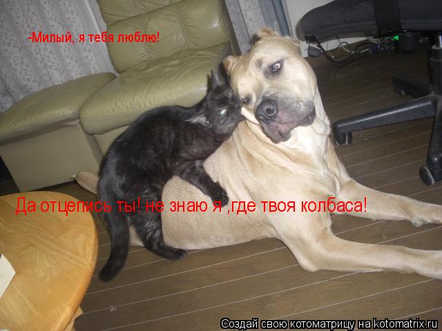-Милый, я тебя люблю! Да отцепись ты! не знаю я ,где твоя колбаса!... Котоматрица: -Милый, я тебя люблю! Да отцепись ты! не знаю я ,где твоя колбаса!