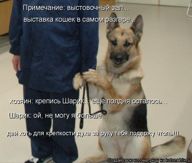 выставка кошек в самом разгаре... Примечание: выстовочный зал... хозяин: крепись Шарик... еще полдня ... Котоматрица: выставка кошек в самом разгаре... Примечание: выстовочный зал... хозяин: крепись Шарик... еще полдня осталось... Шарик: ой, не могу я больше... да
