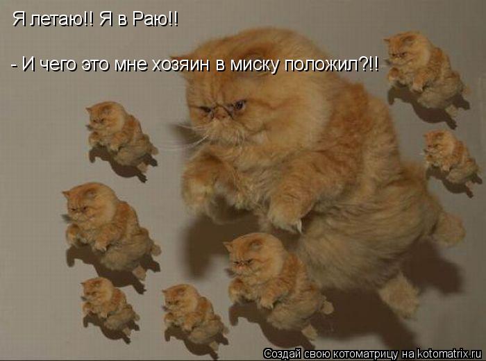 - И чего это мне хозяин в миску положил?!! Я летаю!! Я в Раю!!... Котоматрица: - И чего это мне хозяин в миску положил?!! Я летаю!! Я в Раю!!
