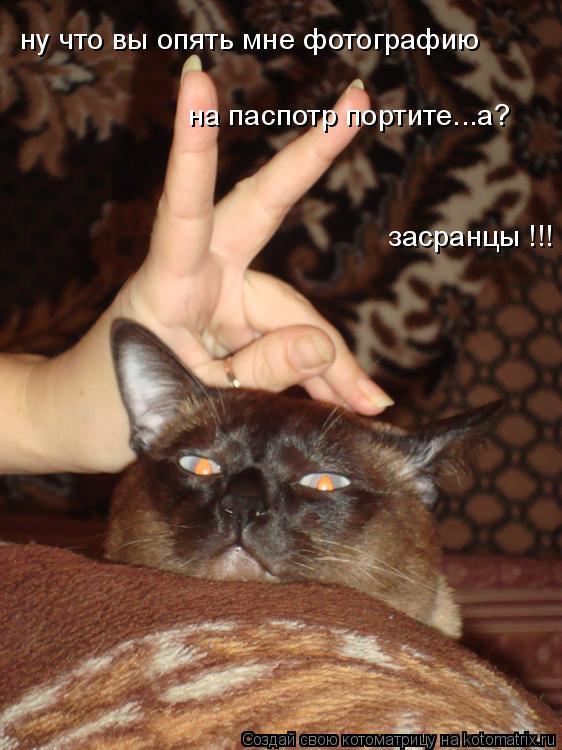 ну что вы опять мне фотографию на паспотр портите...а? засранцы !!!... Котоматрица: ну что вы опять мне фотографию на паспотр портите...а? засранцы !!!