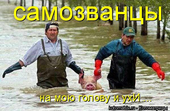 на мою голову и ухИ ... самозванцы... Котоматрица: на мою голову и ухИ ... самозванцы