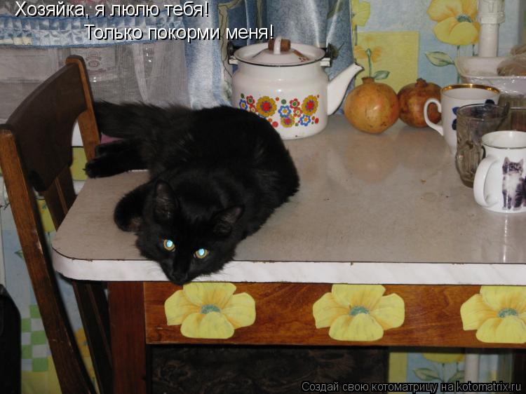 Хозяйка, я люлю тебя! Только покорми меня!... Котоматрица: Хозяйка, я люлю тебя! Только покорми меня!