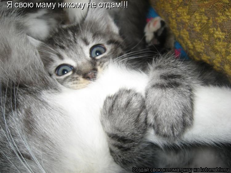 Я свою маму никому не отдам!!!... Котоматрица: Я свою маму никому не отдам!!!