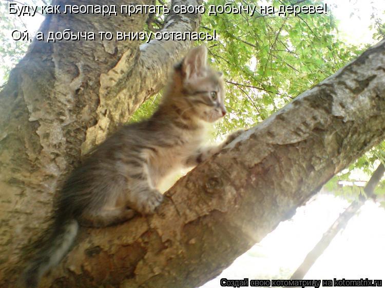 Буду как леопард прятать свою добычу на дереве! Ой, а добыча то внизу осталась!... Котоматрица: Буду как леопард прятать свою добычу на дереве! Ой, а добыча то внизу осталась!