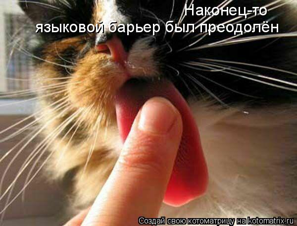 Наконец-то языковой барьер был преодолён... Котоматрица: Наконец-то языковой барьер был преодолён