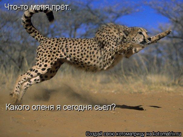 Что-то меня прёт.. Какого оленя я сегодня сьел?... Котоматрица: Что-то меня прёт.. Какого оленя я сегодня сьел?