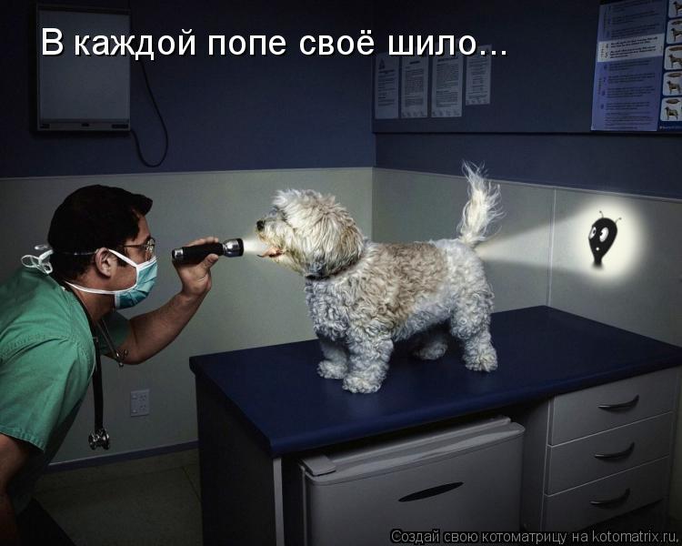 В каждой попе своё шило...... Котоматрица: В каждой попе своё шило...