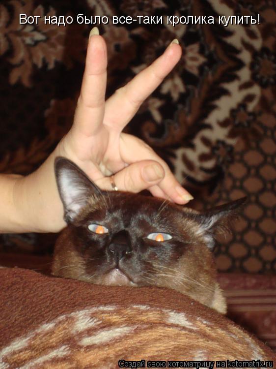 Вот надо было все-таки кролика купить!... Котоматрица: Вот надо было все-таки кролика купить!