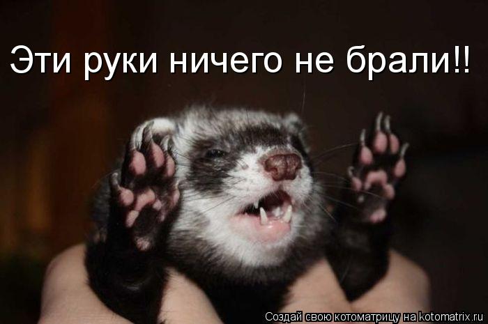 Эти руки ничего не брали!!... Котоматрица: Эти руки ничего не брали!!