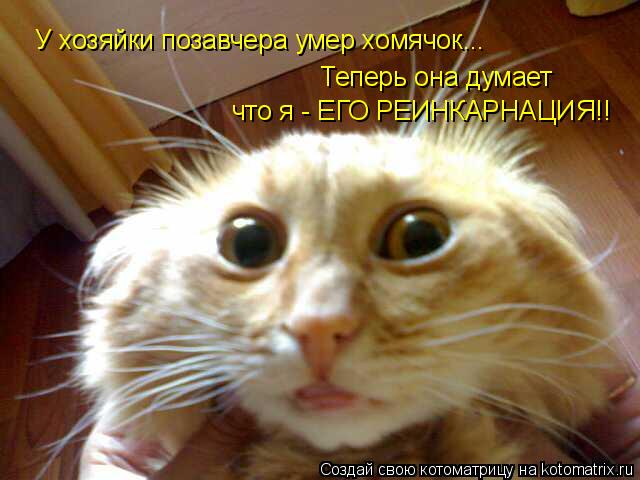 У хозяйки позавчера умер хомячок... Теперь она думает что я - ЕГО РЕИНКАРНАЦИЯ!!... Котоматрица: У хозяйки позавчера умер хомячок... Теперь она думает что я - ЕГО РЕИНКАРНАЦИЯ!!