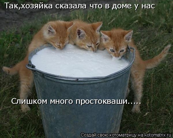 Так,хозяйка сказала что в доме у нас Слишком много простокваши........ Котоматрица: Так,хозяйка сказала что в доме у нас Слишком много простокваши.....
