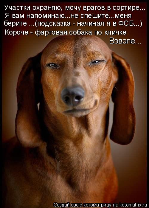 Участки охраняю, мочу врагов в сортире... Я вам напоминаю...не спешите...меня берите ...(подсказка -... Котоматрица: Участки охраняю, мочу врагов в сортире... Я вам напоминаю...не спешите...меня берите ...(подсказка - начинал я в ФСБ...) Короче - фартовая собака п