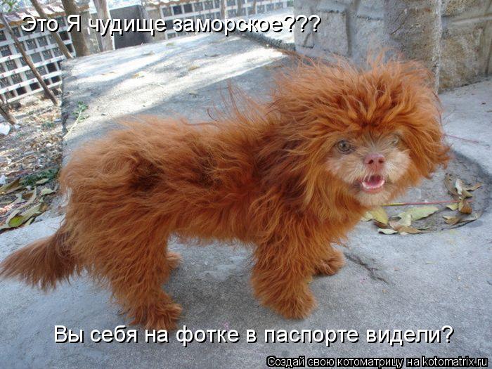 Это Я чудище заморское??? Вы себя на фотке в паспорте видели?... Котоматрица: Это Я чудище заморское??? Вы себя на фотке в паспорте видели?