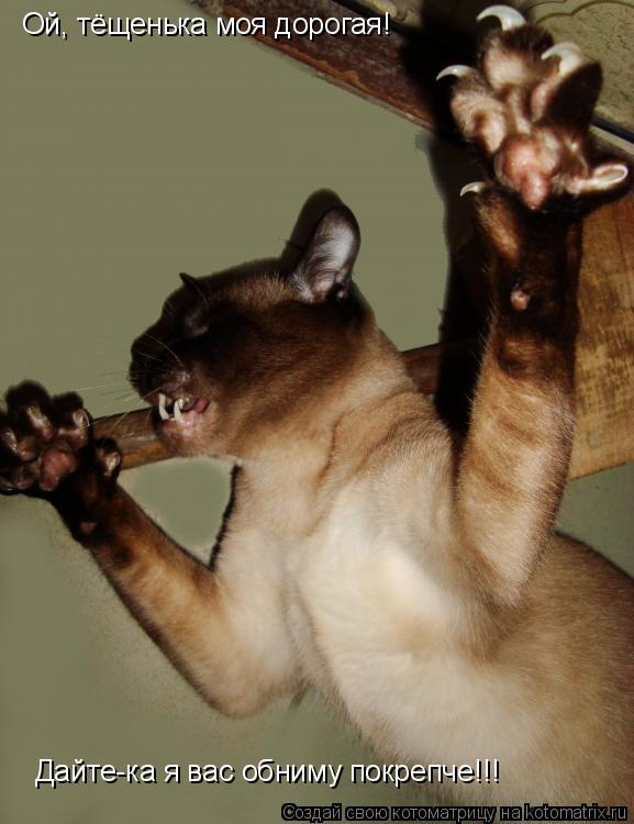 Ой, тёщенька моя дорогая! Дайте-ка я вас обниму покрепче!!!... Котоматрица: Ой, тёщенька моя дорогая! Дайте-ка я вас обниму покрепче!!!