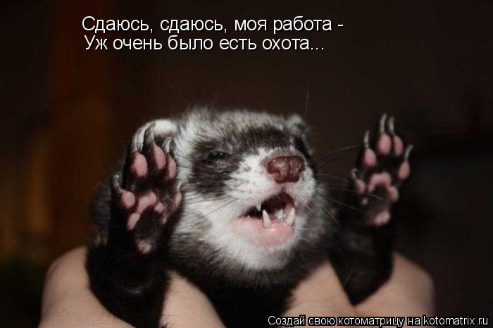 Сдаюсь, сдаюсь, моя работа - Уж очень было есть охота...... Котоматрица: Сдаюсь, сдаюсь, моя работа - Уж очень было есть охота...