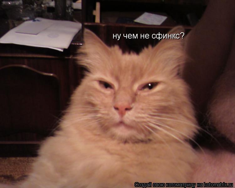 ну чем не сфинкс?... Котоматрица: ну чем не сфинкс?
